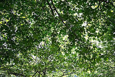 MMORPG《上古世纪编年史》发布新预告 2025年发售支持中文